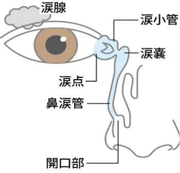 涙道関連の目の図